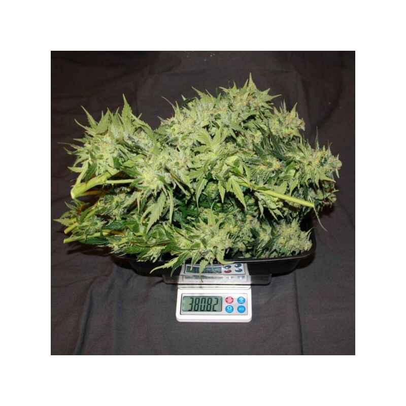 Auto Gorilla Glue, Фасовка: 5, изображение 6